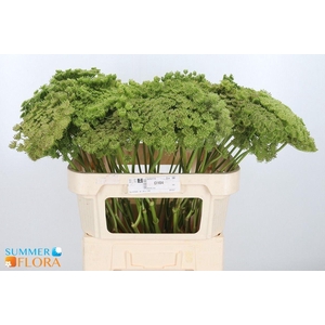 Ammi Vis Green Mist
