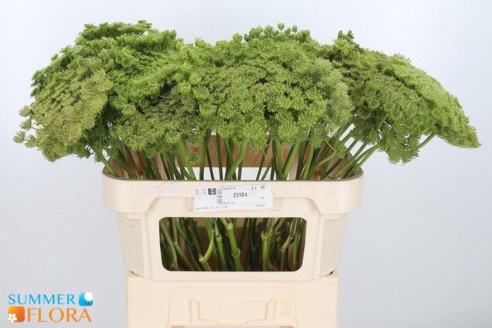 <h4>Ammi Vis Green Mist</h4>