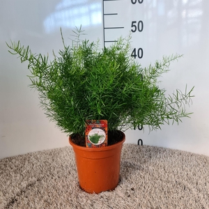 Asparagus dens. 'Sprengeri'