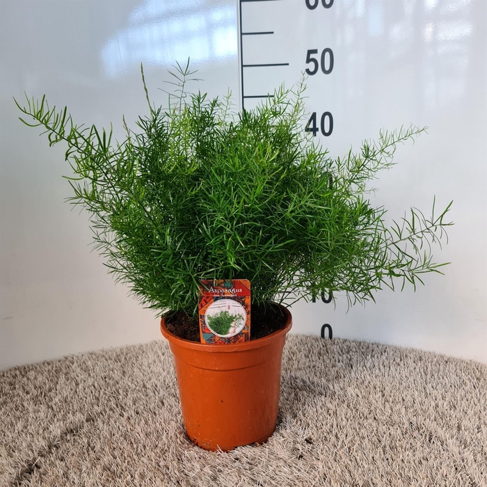 <h4>Asparagus dens. 'Sprengeri'</h4>