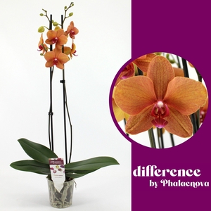 Golden Brick 2-tak 60cm (RIJP)