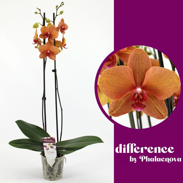 <h4>Golden Brick 2-tak 60cm (RIJP)</h4>