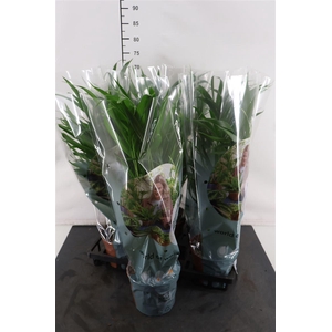 Chrysalidocarpus 17 Cm. P. Lutescens