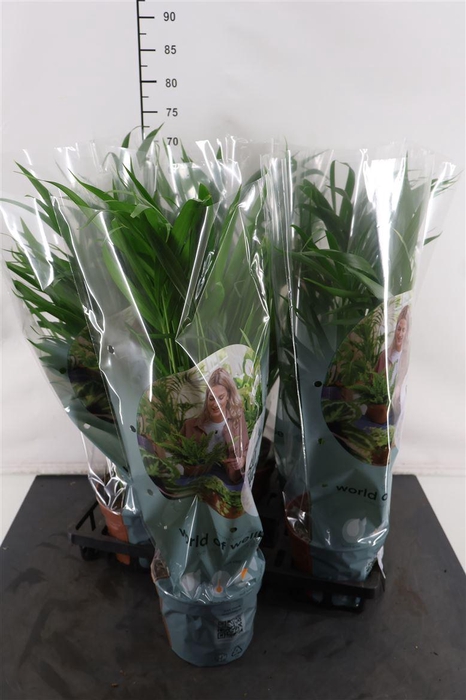 <h4>Chrysalidocarpus 17 Cm. P. Lutescens</h4>