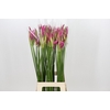 Nerine Alexandra