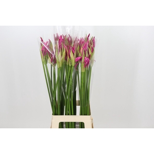 Nerine Alexandra