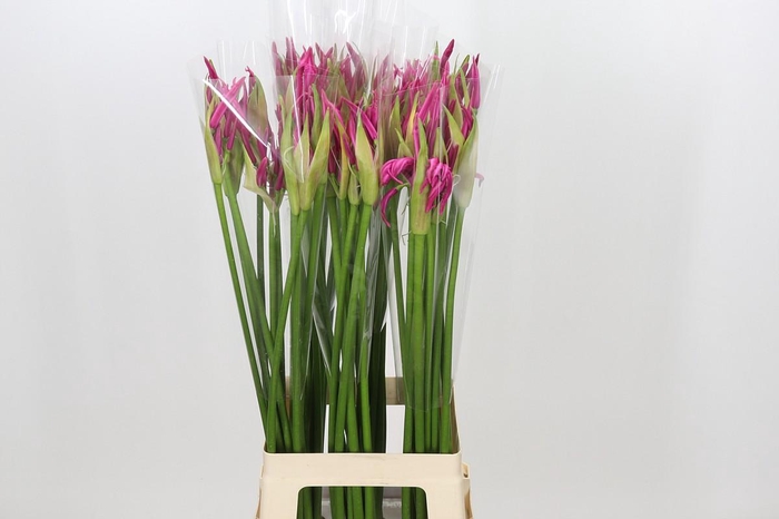 <h4>Nerine Alexandra</h4>