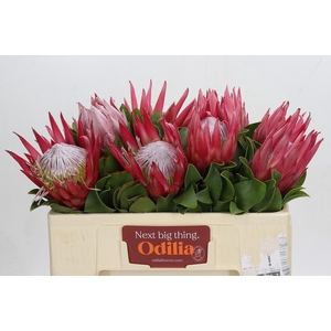 Protea Cynaroides Madiba