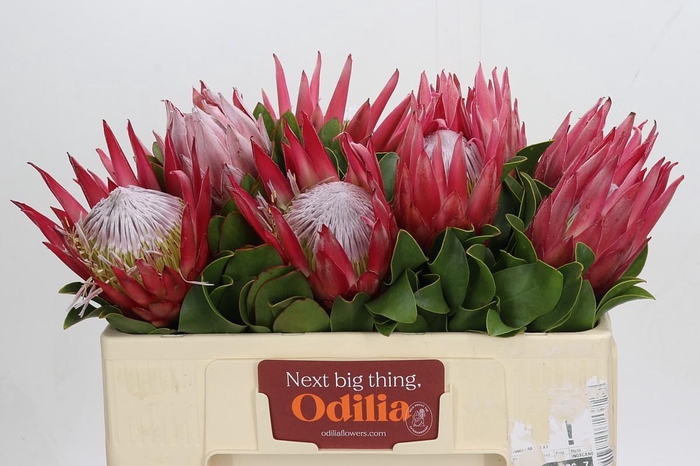 <h4>Protea Cynaroides Madiba</h4>