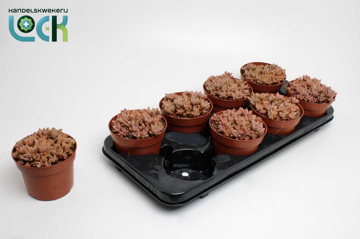 <h4>Sedum Bordeauxhart</h4>