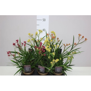 Anigozanthos Gemengd