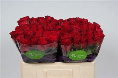 <h4>R Gr Madam Red</h4>