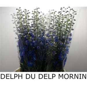 Delph Du Delp Mornin
