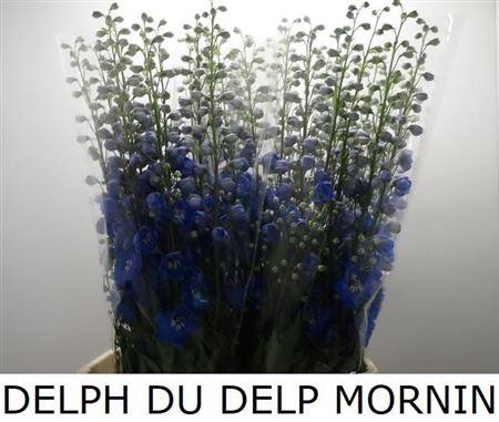 <h4>Delph Du Delp Mornin</h4>