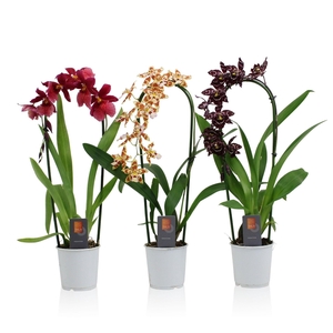 Inca Orchid mix Cascade 9cm