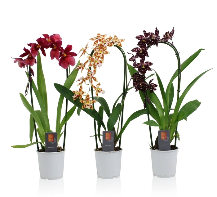 <h4>Inca Orchid mix Cascade 9cm</h4>