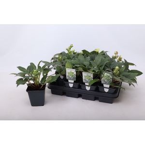 Helleborus sternii 9 cm