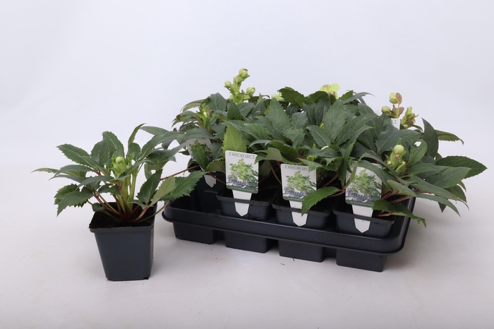 <h4>Helleborus sternii 9 cm</h4>