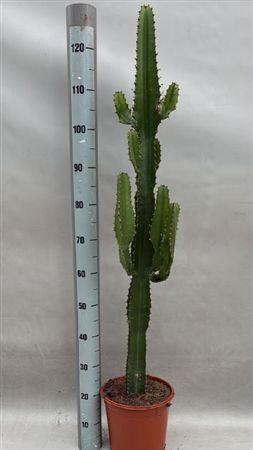 <h4>EUPHOR ACRURENSIS</h4>