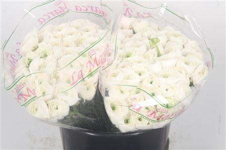 Ran. Su White Succes Sec X50