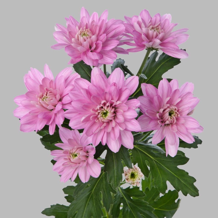 <h4>CHR T BALTICA PINK</h4>