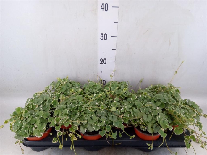 <h4>Nepeta   ...</h4>