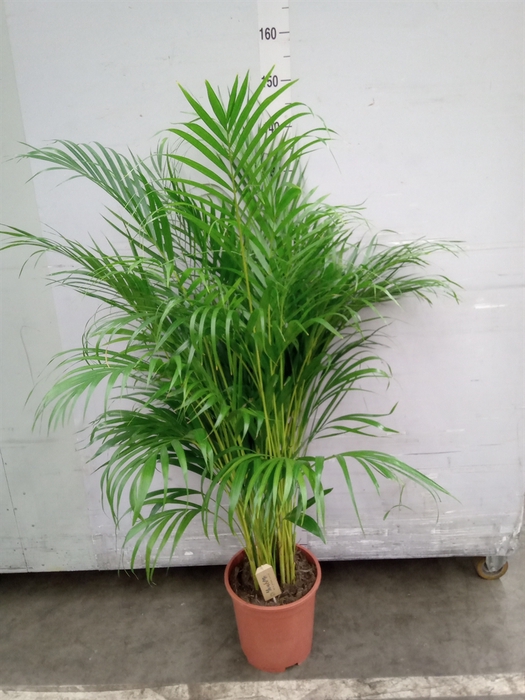 <h4>Dypsis lutescens   ...Chrysalidoca</h4>