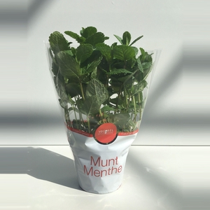 Munt Marokkaanse P12