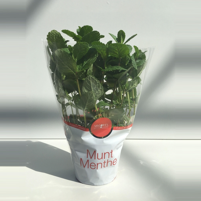 <h4>Munt Marokkaanse P12</h4>