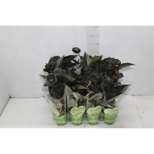 ANTHURIUM BLACK LOVE P09