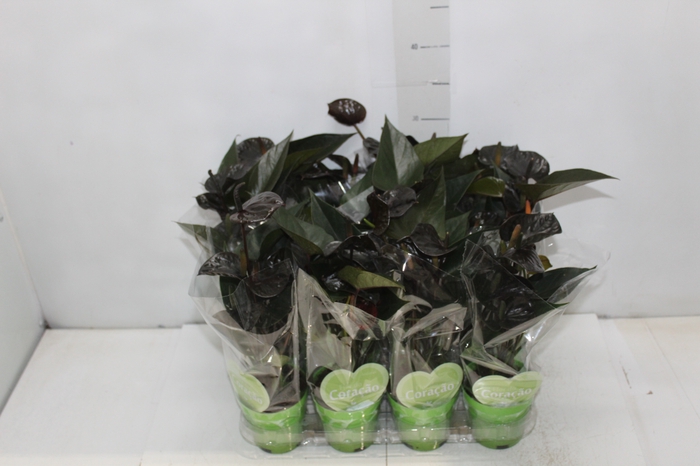 <h4>ANTHURIUM BLACK LOVE P09</h4>