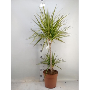 Dracaena marg. 'Sunray'