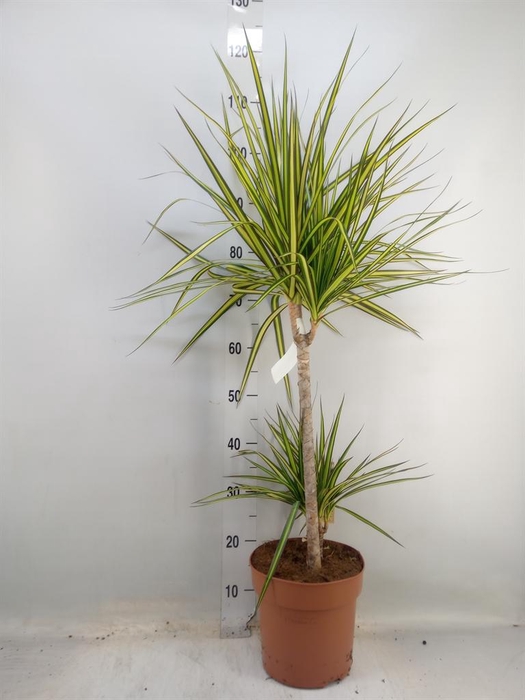 <h4>Dracaena marg. 'Sunray'</h4>