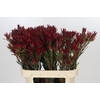 Leucadendron Blush Spray