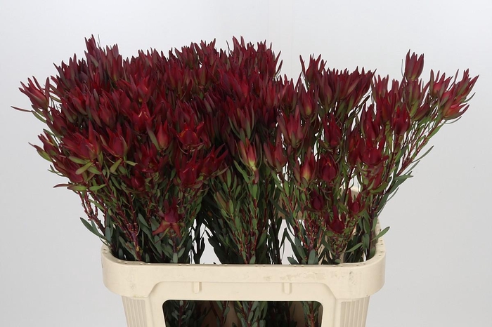 Leucadendron Blush Spray