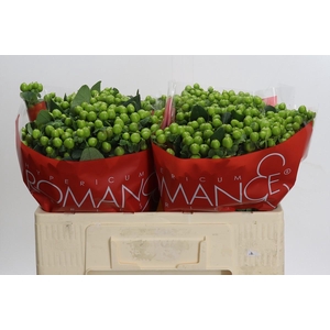 Hypericum Lucky Romance