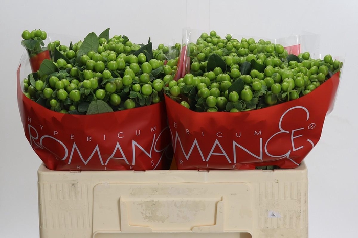 Hypericum Lucky Romance