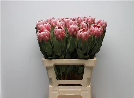 <h4>Protea Carnival</h4>