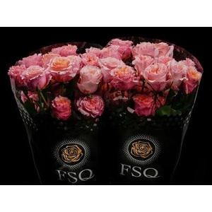 R Gr Gar Mayra Peach