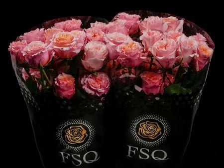 <h4>R Gr Gar Mayra Peach</h4>