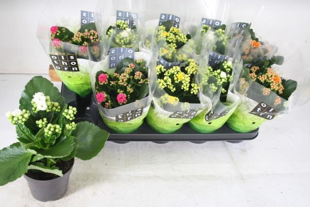 <h4>KAL GE GEM 4 KL</h4>