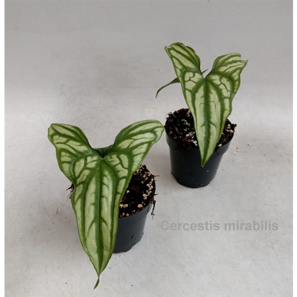 <h4>Cercestis mirabilis 12cm</h4>