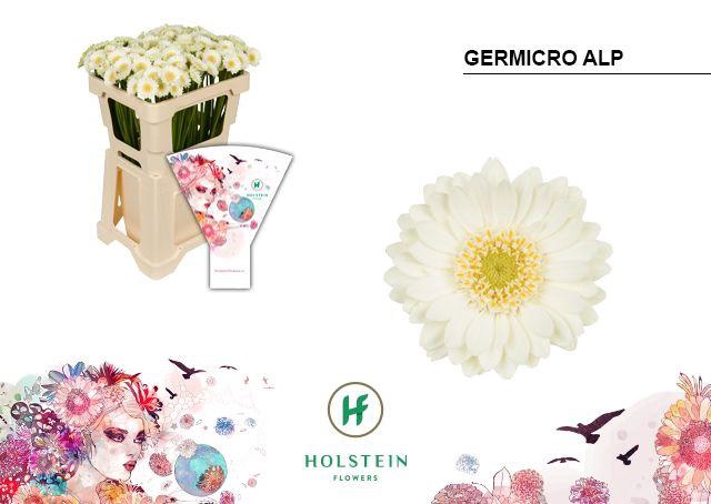 <h4>GE NA GERMICRO ALP</h4>