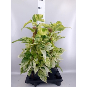 Epipremnum ...