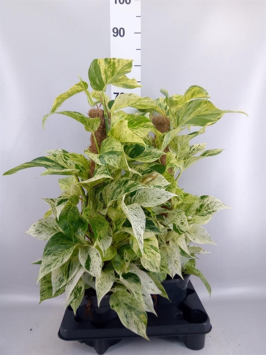 <h4>Epipremnum ...</h4>