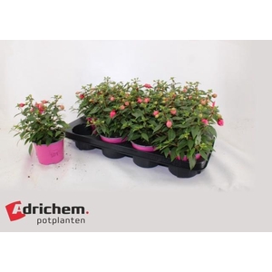 FUCHSIA B F BIANCA