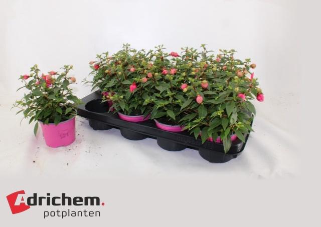 <h4>FUCHSIA B F BIANCA</h4>