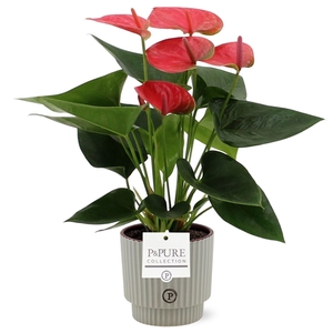 Anthurium Sweet Dream in Pure Ivy ceramics