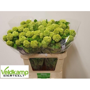 VIBURNUM ROSEUM ST
