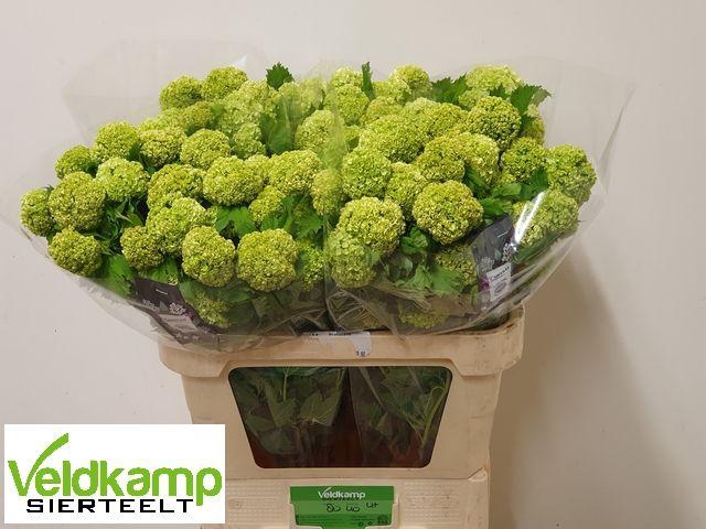 <h4>VIBURNUM ROSEUM ST</h4>